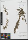 Foto von Salix viminalis L.